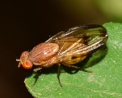 Minettia inusta