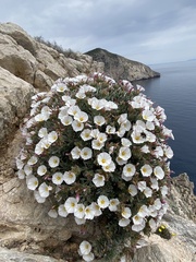 Convolvulus cneorum