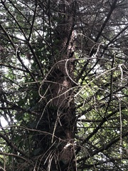 Picea sitchensis