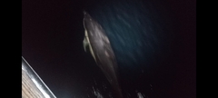 Delphinus