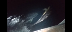 Delphinus