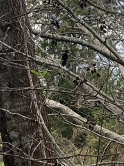 Phalacrocorax sulcirostris