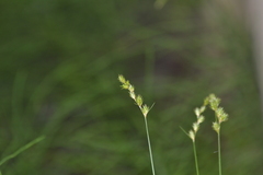 Carex projecta