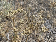 Lomatium nudicaule