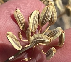 Lomatium nudicaule