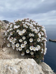 Convolvulus cneorum