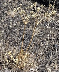 Lomatium nudicaule
