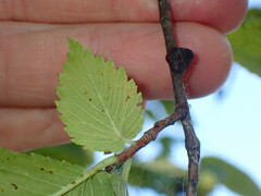 Neopulvinaria innumerabilis