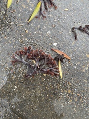 Ahnfeltiopsis linearis