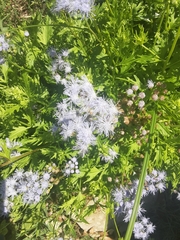 Conoclinium dissectum