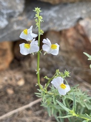 Nemesia