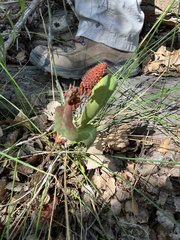 Anemopsis californica
