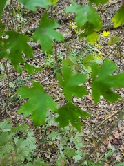 Acer floridanum