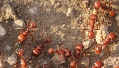 Pogonomyrmex barbatus