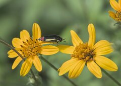 Acmaeodera flavomarginata