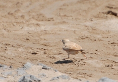 Ammomanes cinctura