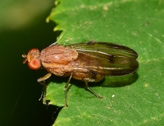 Minettia inusta