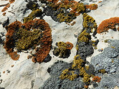 Polycauliona candelaria