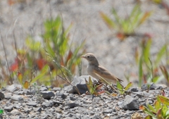 Ammomanes cinctura