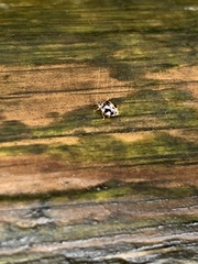 Psyllobora vigintimaculata