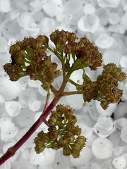 Hylotelephium maximum