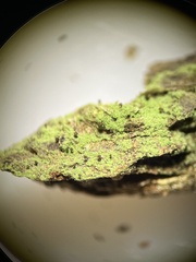 Chaenotheca chrysocephala