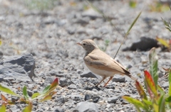 Ammomanes cinctura