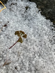 Hylotelephium maximum