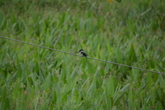 Chloroceryle amazona