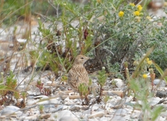 Calandrella brachydactyla