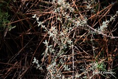 Cistus lasianthus alyssoides