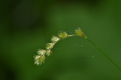 Carex projecta