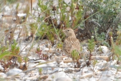 Calandrella brachydactyla