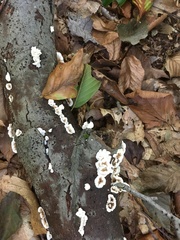 Peniophora albobadia