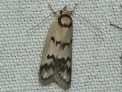 Compsotropha selenias
