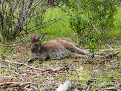Macropus fuliginosus