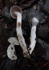 Cortinarius paralbocyaneus