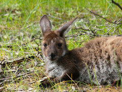 Macropus fuliginosus