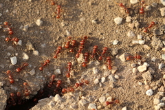 Pogonomyrmex barbatus