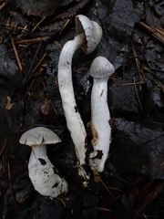 Cortinarius paralbocyaneus