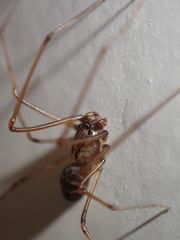 Scytodes