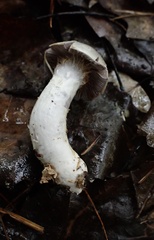Cortinarius paralbocyaneus