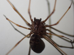 Scytodes
