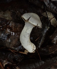 Cortinarius paralbocyaneus