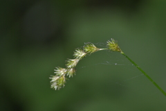 Carex projecta