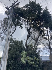 Podocarpus totara