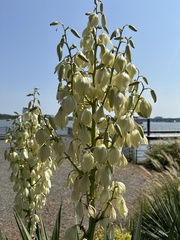 Yucca flaccida