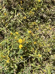 Pectis papposa papposa