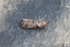 Acrobasis advenella