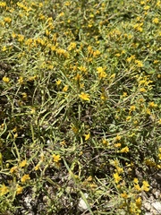 Pectis papposa papposa